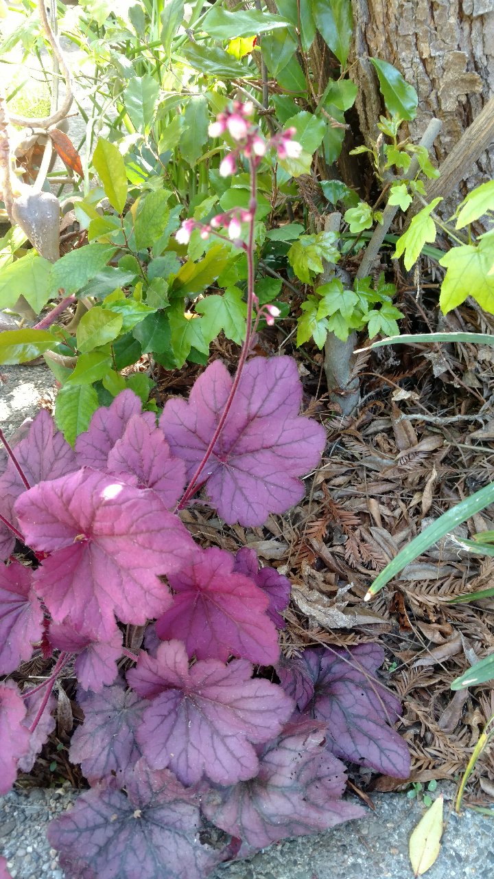 Sacramento Digs Gardening Coral bells with a difference