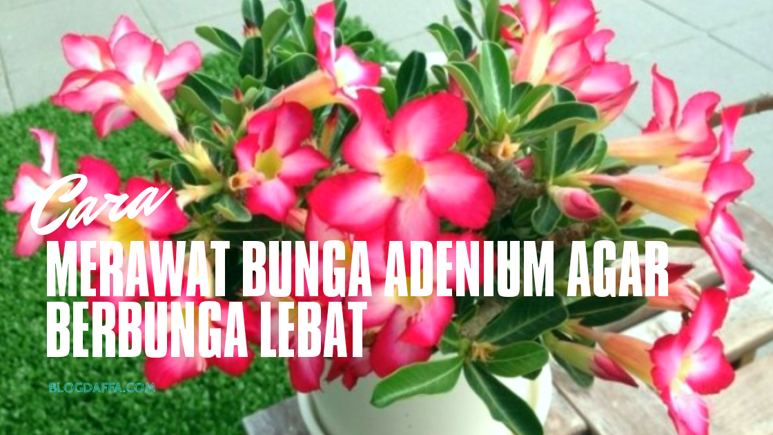 7 Cara Merawat Bunga Adenium Yang Baik Dan Benar Supaya Tumbuh Subur Cepat Berbunga Blogdaffa Com