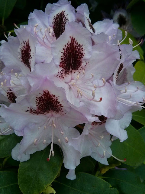 Rhododendron mit Palmengarten