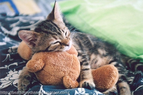 Kitten and toy.