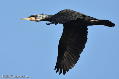 Corb marí gros (Phalacrocorax carbo)