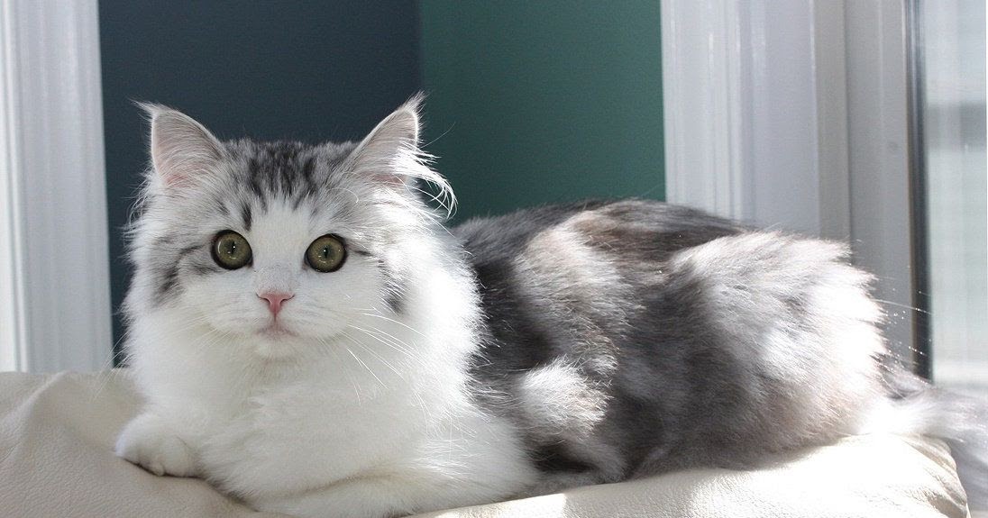 Tips for Caring for Munchkin Cats MY PETS