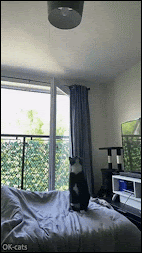 Funny Cat GIF • OMG, crazy Ninja cat attacks ceiling lighting. Hang in there baby!