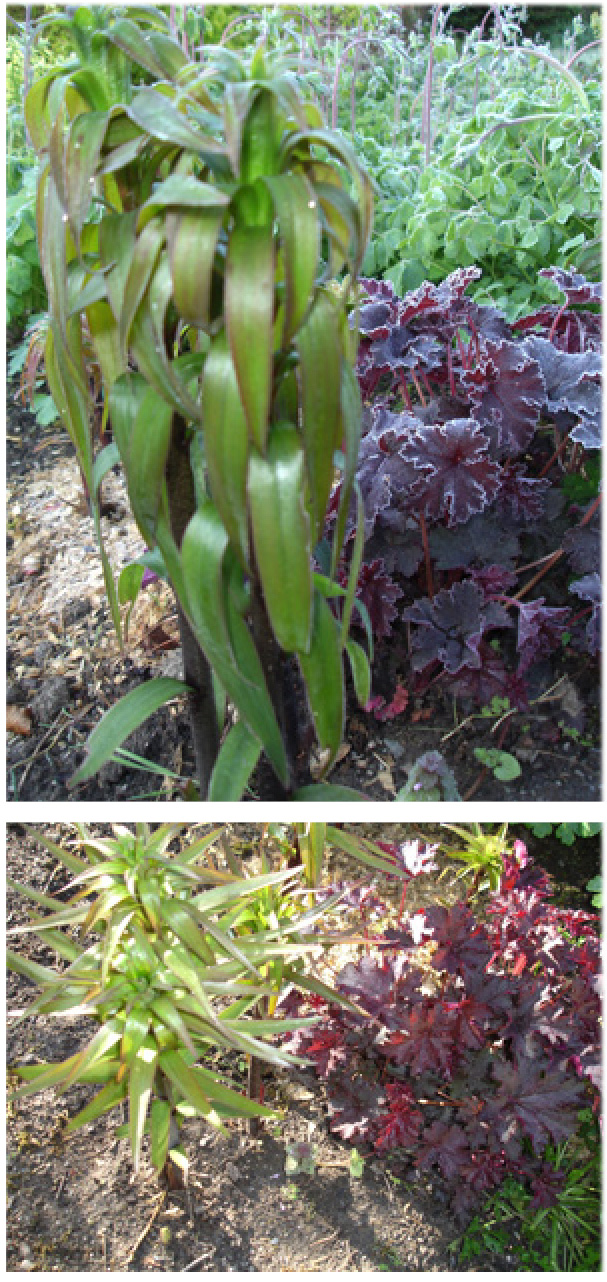 B&D Lilies Garden Blog Late Frosts and Lilies