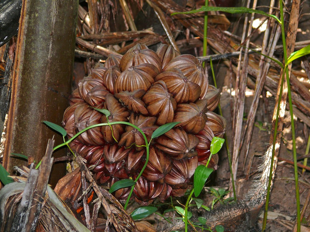 Christian's Chronicles Tuba from Capiz