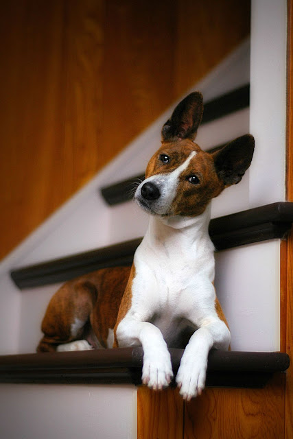 BASENJI 