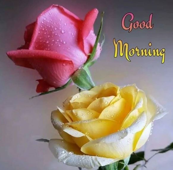 100 good morning images with flowers beautiful flowers 100 good morning images with flowers