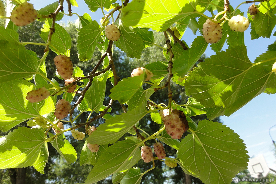 Morwa Smakowity blog