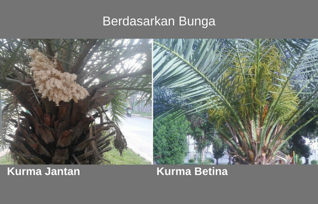 Cara Membedakan Pohon Kurma Jantan dan Betina
