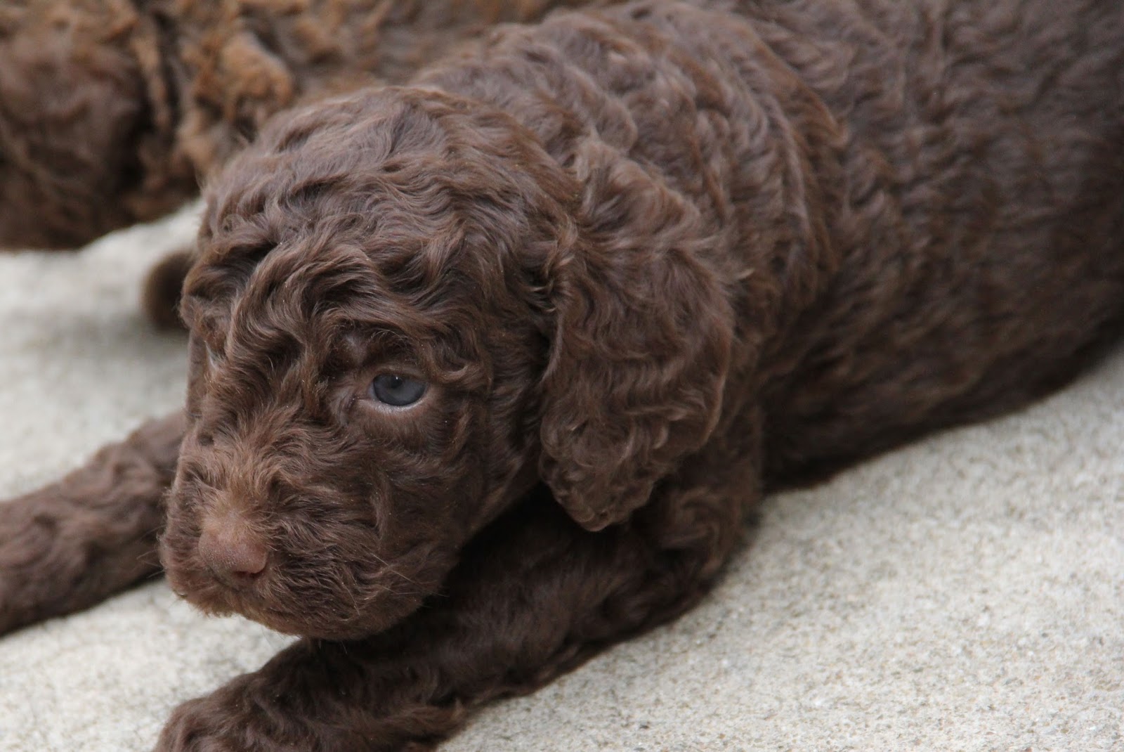 chocolate double doodle