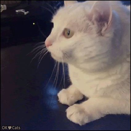 Vibing Cat Bobbing His Head To The Beat Vibing Cats No 5 Cat Gif Site