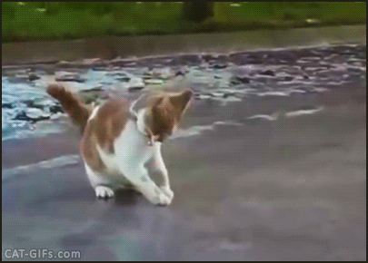 Funny Cat GIF • Clumsy cat trying to run on ice. Epic fail, just a slipping Cat! He needs 4x4 wheels! Funny Cat GIF • Clumsy cat trying to run on ice. Epic fail, just a slipping Cat! He needs 4x4 wheels!