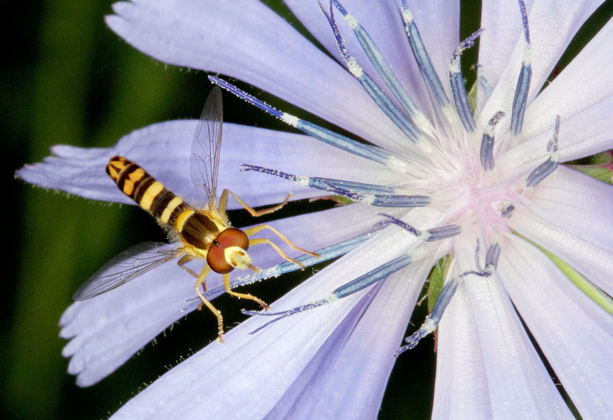Hoverfly and Chicory Naturally