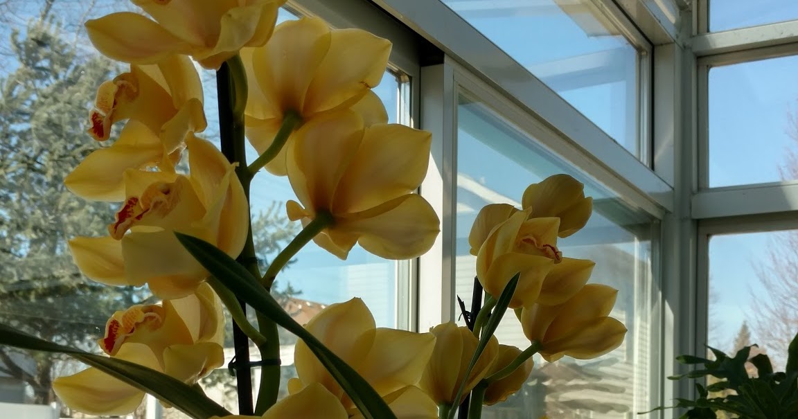 Life Among the Leaves Reblooming