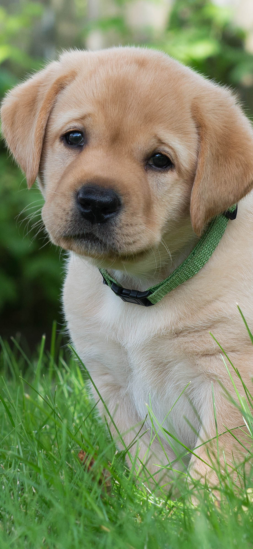 Golden Retriever - Cute dog mobile wallpaper - HD Mobile Walls