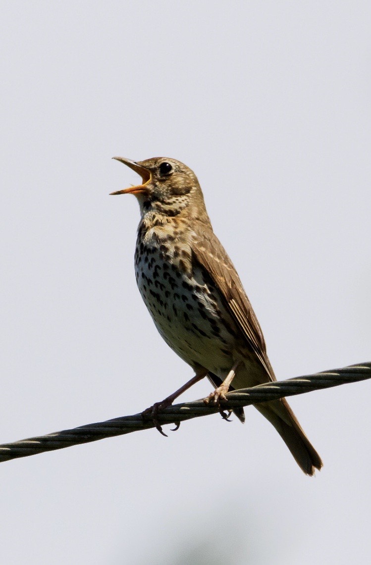 CAMBRIDGESHIRE BIRD CLUB GALLERY: Song Thrush