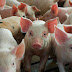 El PPA garantiza pago de cerdos sean sacrificados por pestes