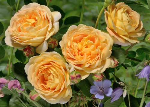 Golden Celebration rose сорт розы фото кусты саженцы  