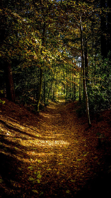 Autumn, forest, path, trees, leaves