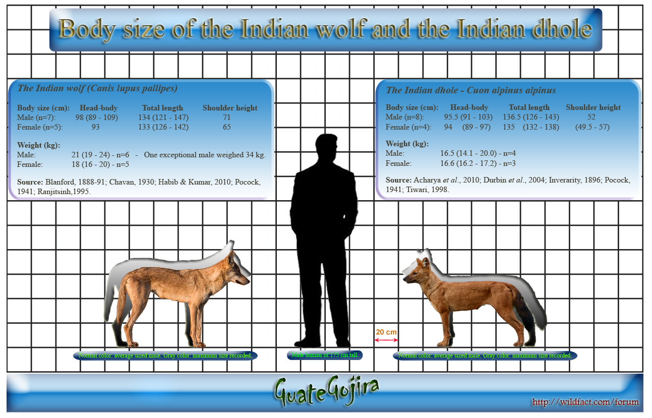 Abe's Animals: Size difference between wolf and dhole
