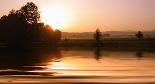 foto di una siepe vicino a un lago