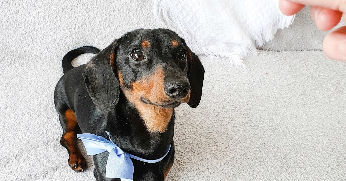 The Best Food For Dachshunds Grain Free Edition — Mimi Rose and Me