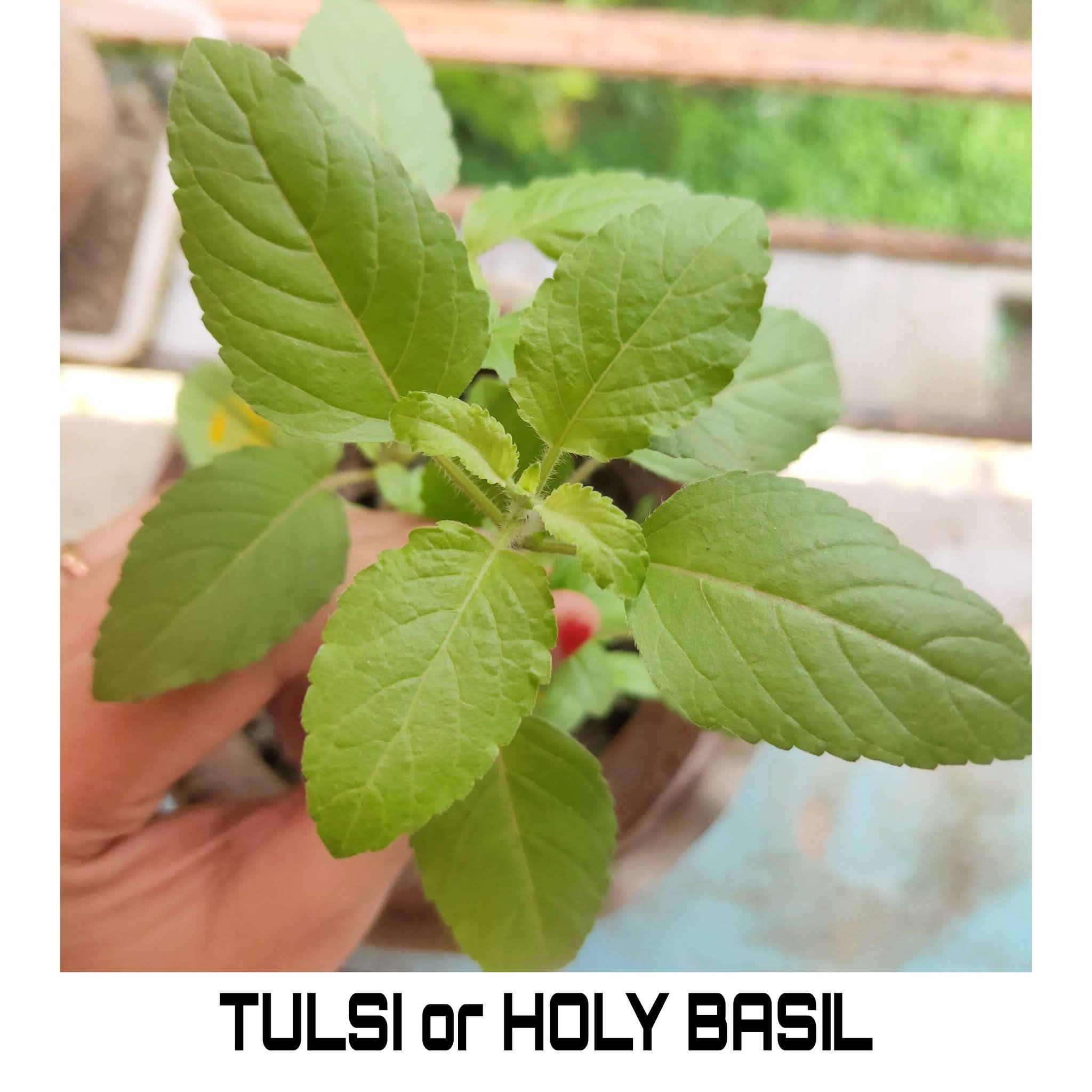 Tulsi Leaves have medicinal properties. This is one of the Top 5 medicinal plants that every household should have