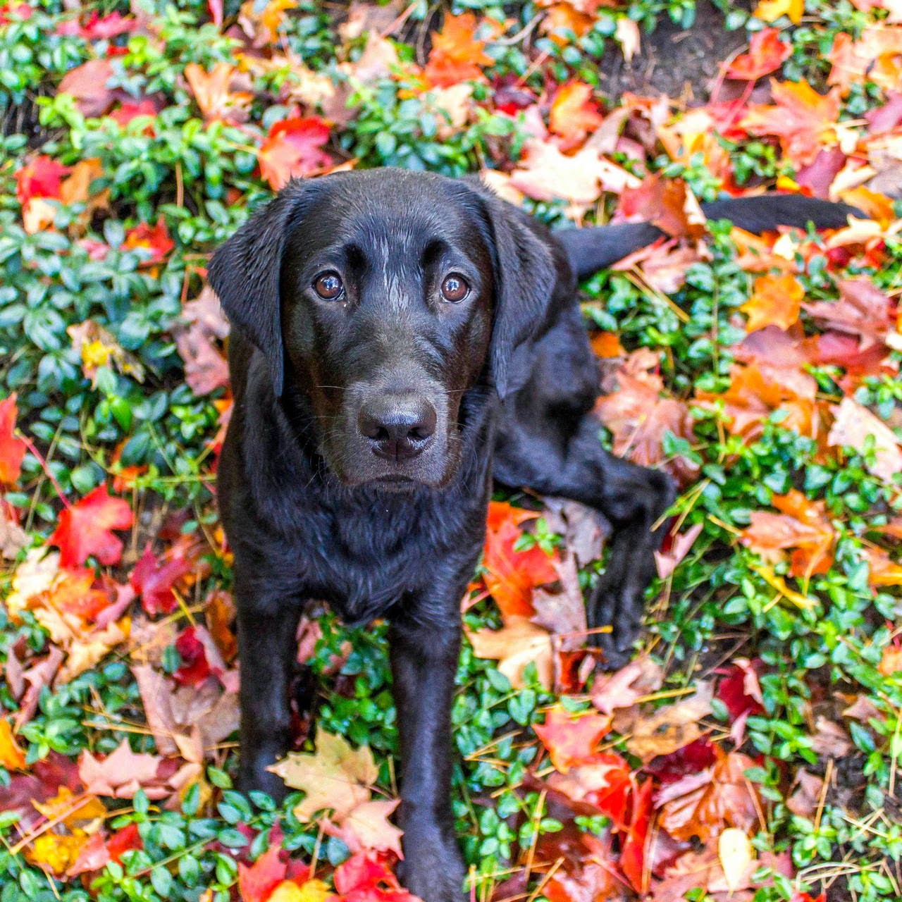 Cute dogs part 43 (40 pics) Amazing Creatures