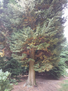 Coniferous tree