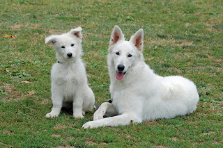 İsveç beyaz çoban köpeği yavrusu