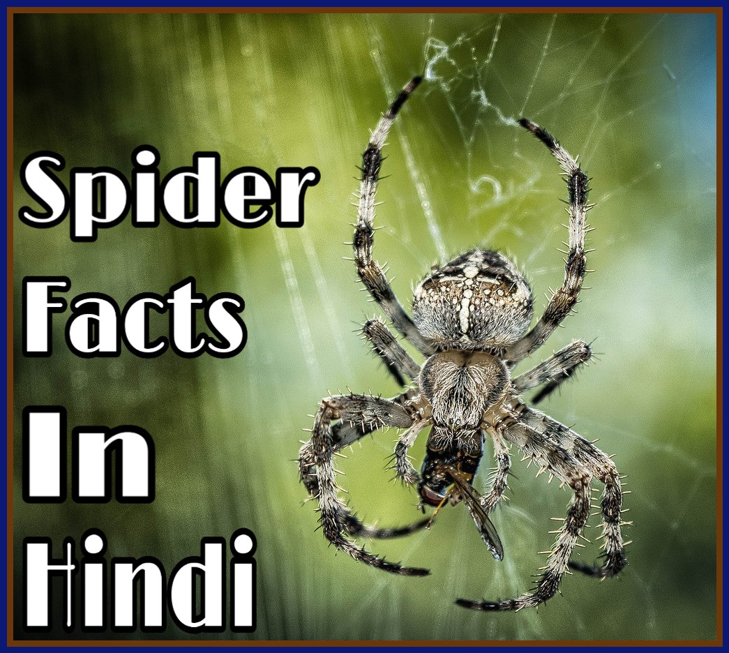 मकड़ी के बारे में 30 मज़ेदार रौचक तथ्य – Facts About Spider In Hindi ...