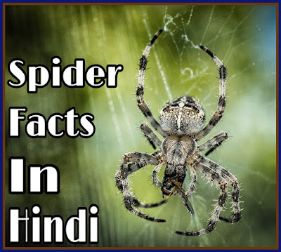 spider in hindi