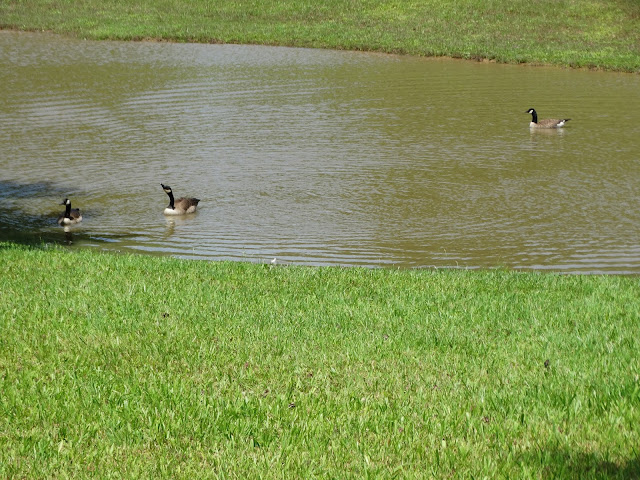 Blessings of a Stay at Home Mom: Walking around our yard, an abandoned