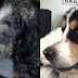 Essas fotos "antes e depois" mostram o que o amor de uma família faz a um cão abandonado