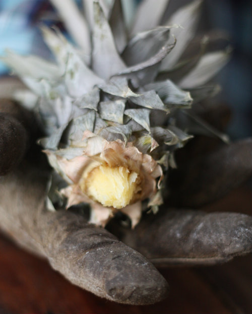 How To Plant & Grow a Pineapple Top 17 Apart