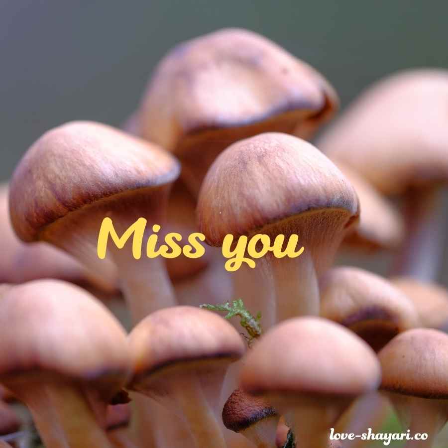 miss you quotes images