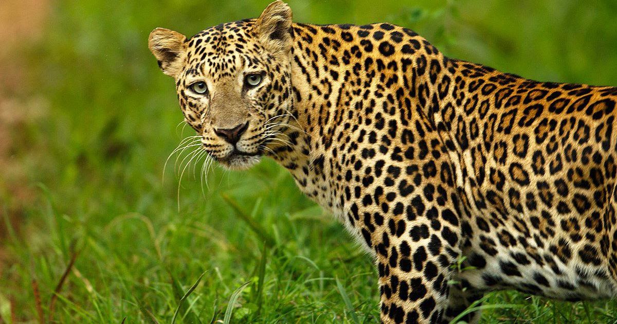 Why are Leopards so dangerous? What's the deadliest big cat?