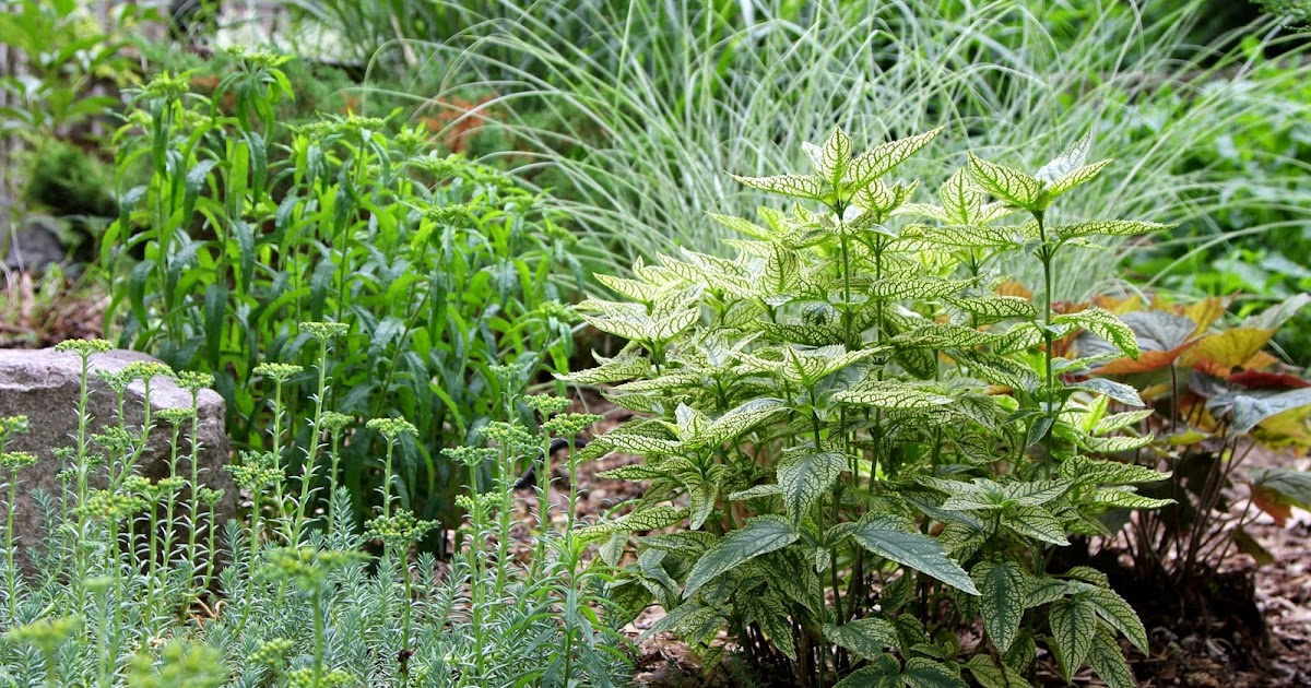 The Little Backyard Farm: Tips for Planting Perennials and Tour Around ...