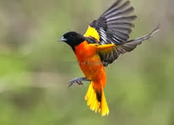 oriole baltimore flight birds flickr pro