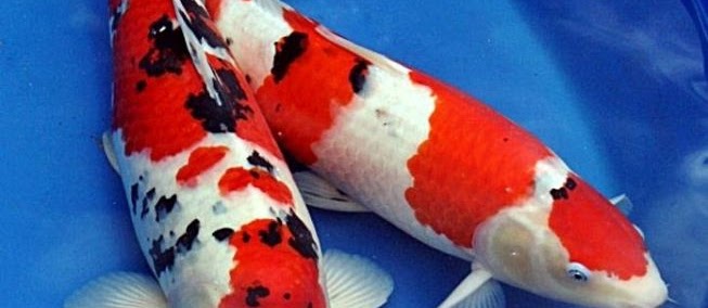 Cara Memilih Ikan Koi Berkualitas Bagus dan Unggul