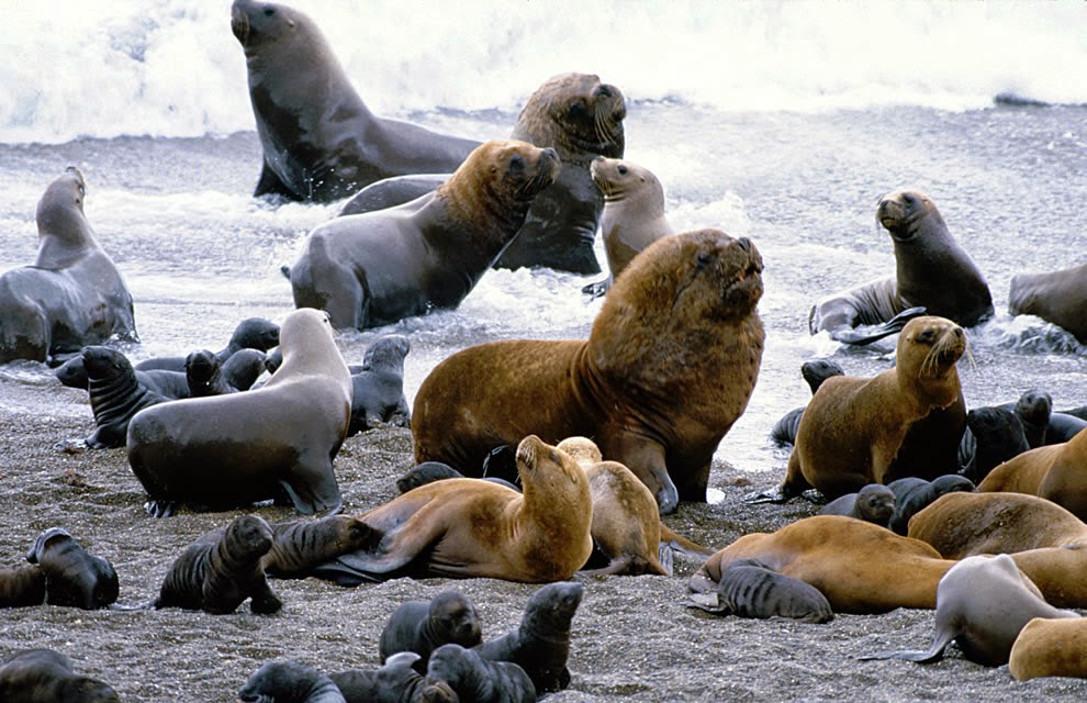 Sea-Lions-on-Galapagos-Islands