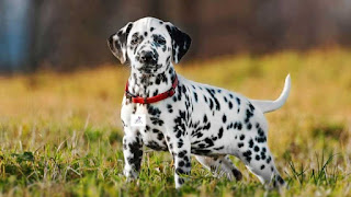 Dalmatian dog price in India