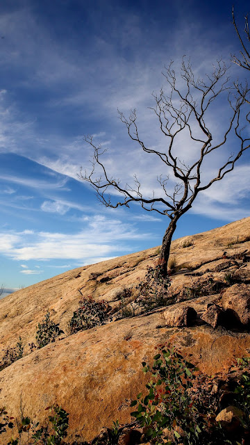 Wallpaper of only dry tree on the rock free HD Wallpaper of only dry tree on the rock free HD
