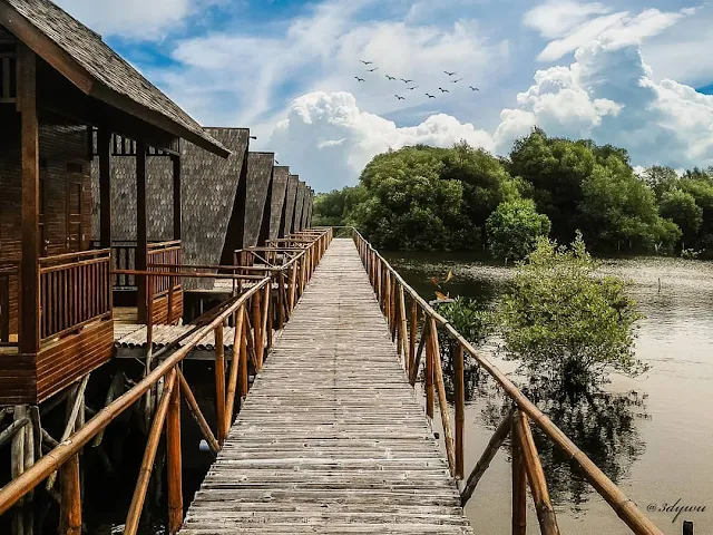taman wisata alam mangrove jakarta