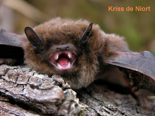 Chauve-souris - Mammifère volant Chauve-souris - Mammifère volant