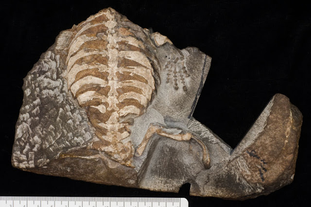 Researchers discover real reason why turtles have shells Researchers discover real reason why turtles have shells
