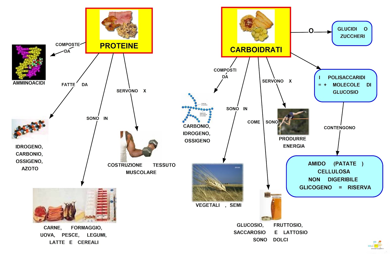 MAPPER PROTEINE E CARBOIDRATI MAPPER PROTEINE E CARBOIDRATI