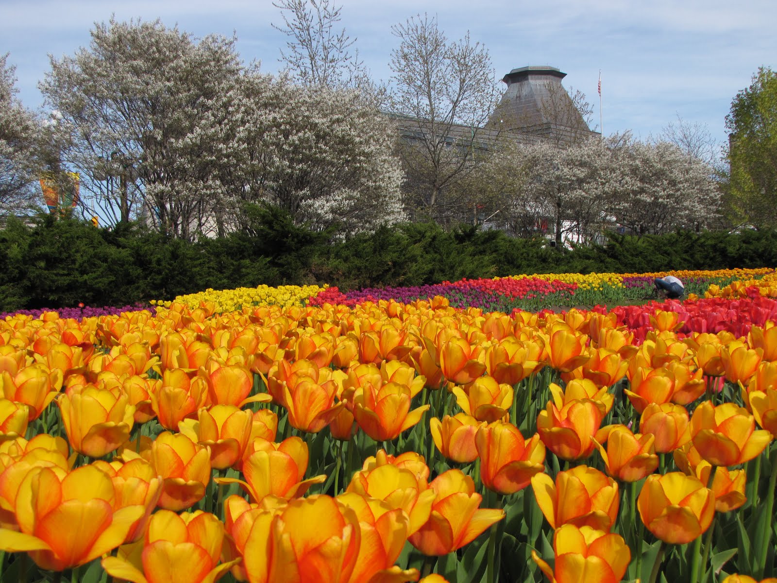 Destination Mike Ottawa Tulip Festival