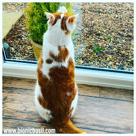 Ginger Week at BBHQ Feline Fiction on Fridays #117 at Amber's Library ©BionicBasil®