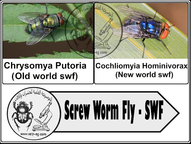 ذبابة الدودة الحلزونية Screw Worm Fly - SWF